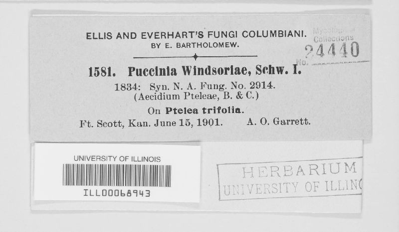 Puccinia windsoriae image