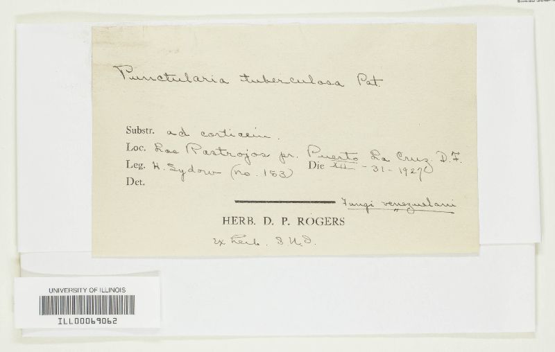 Punctularia tuberculosa image