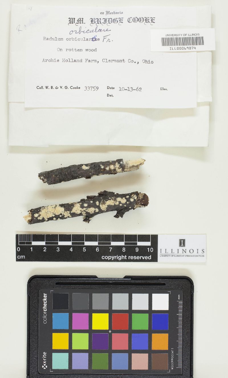 Basidioradulum radula image