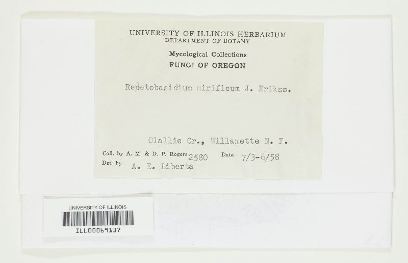 Repetobasidium mirificum image