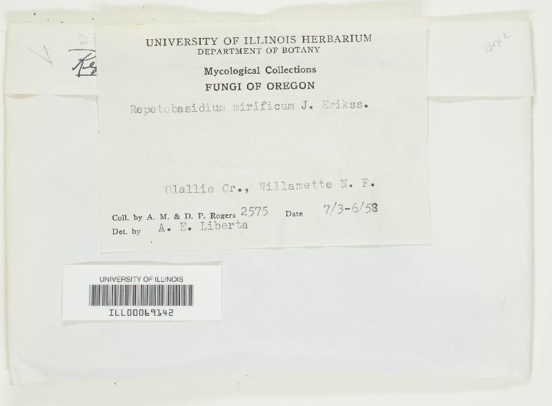 Repetobasidium mirificum image
