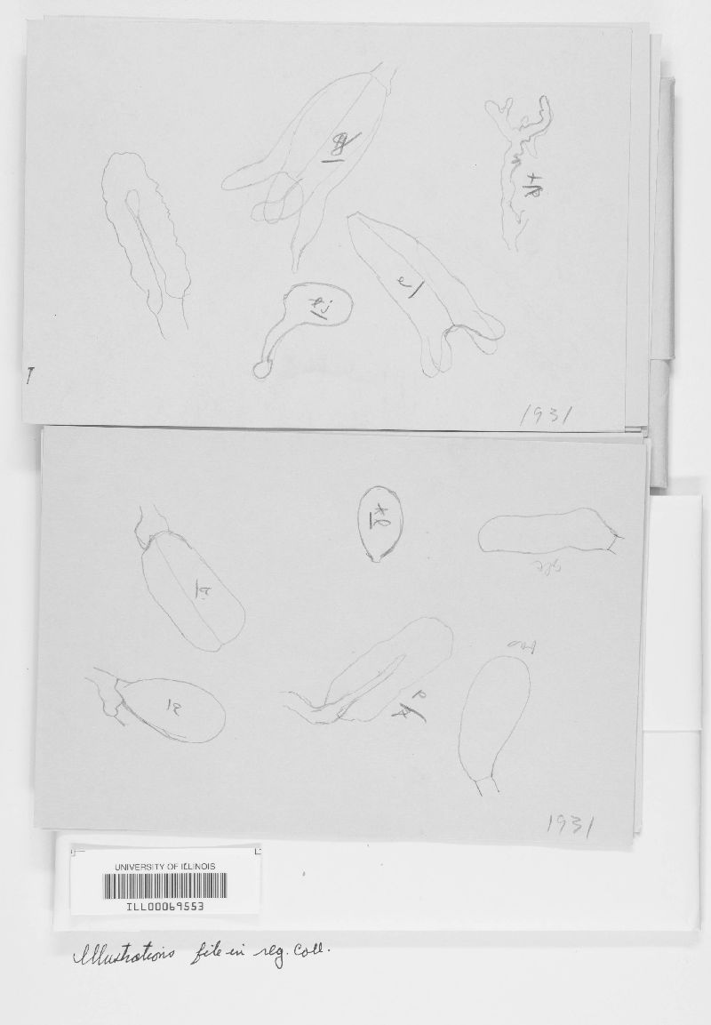 Basidiodendron farinaceum image