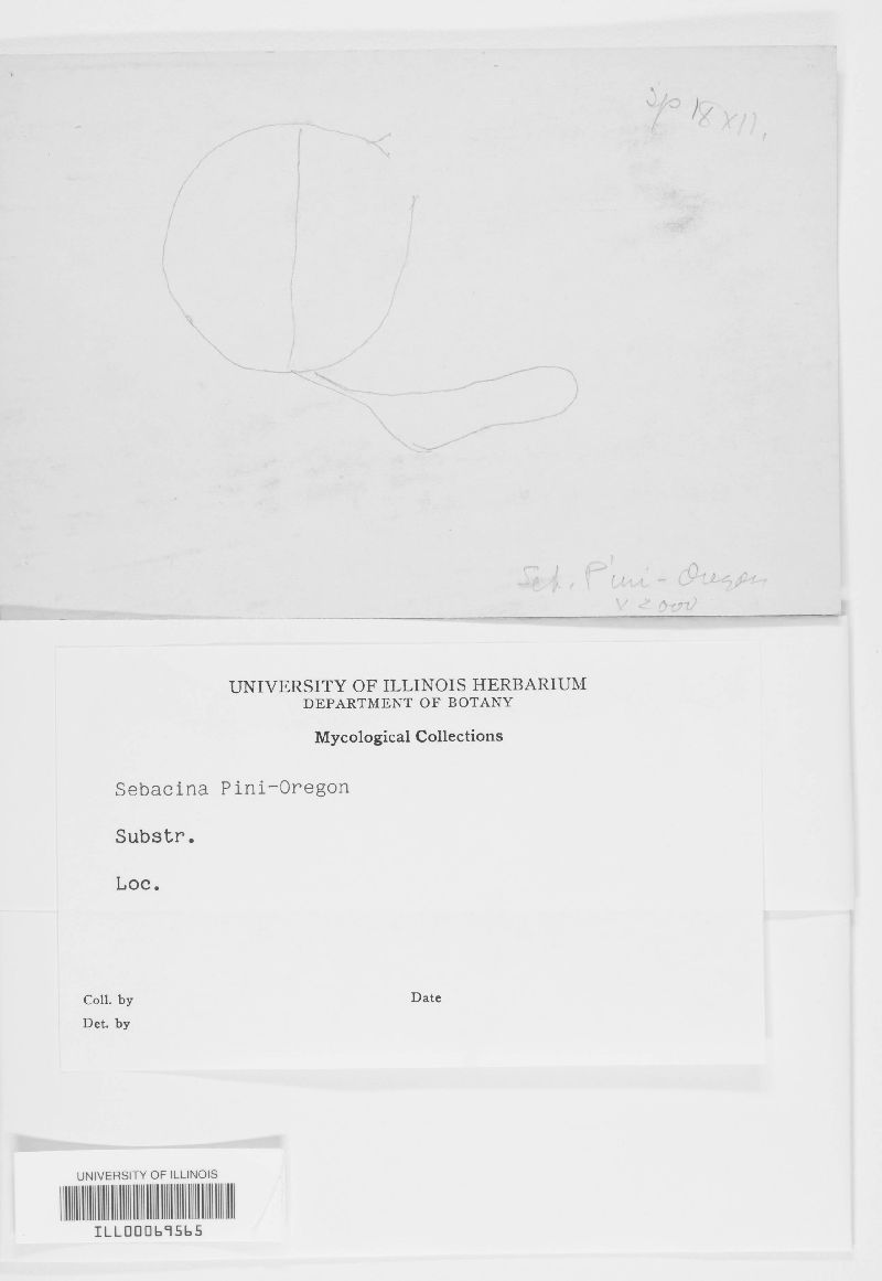 Basidiodendron pini image