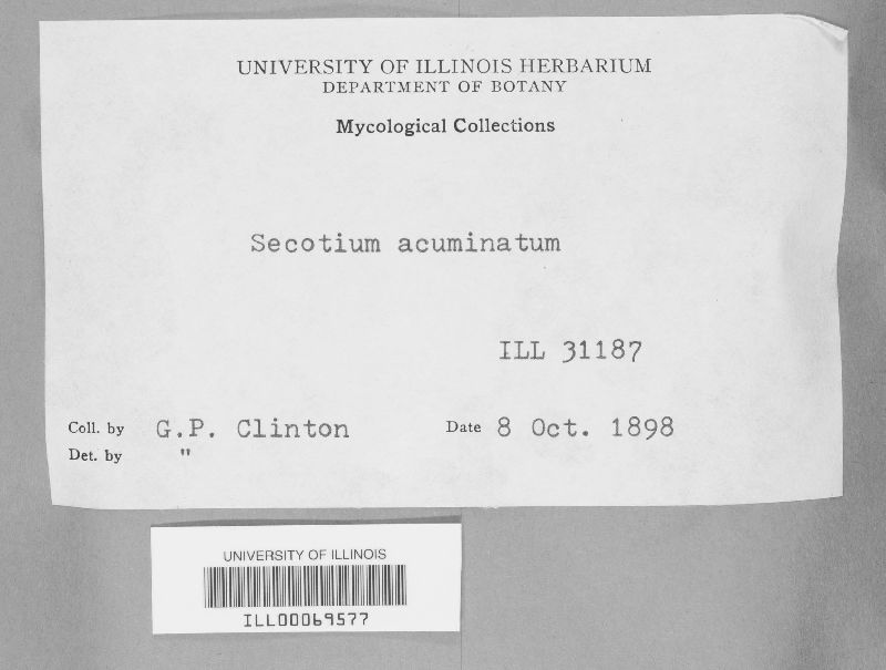 Secotium acuminatum image