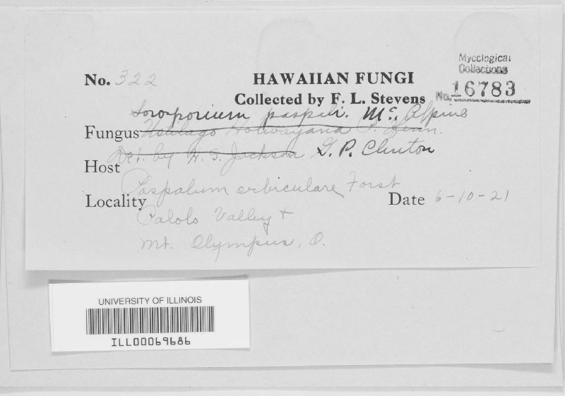 Sorosporium paspali image