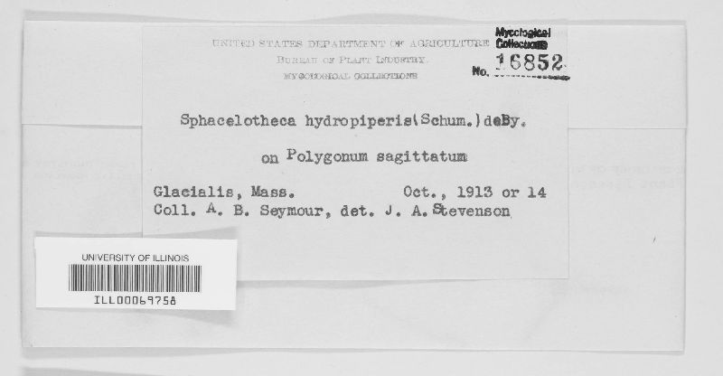 Sphacelotheca hydropiperis image