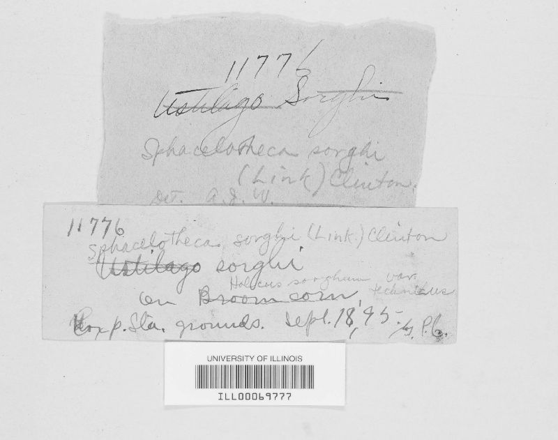 Sporisorium sorghi image
