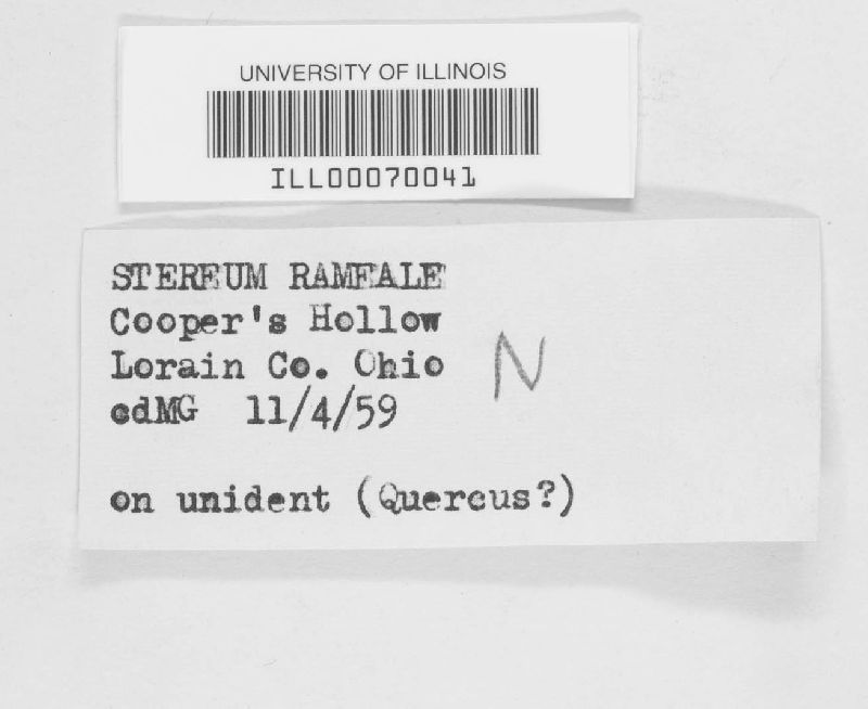 Stereum rameale image