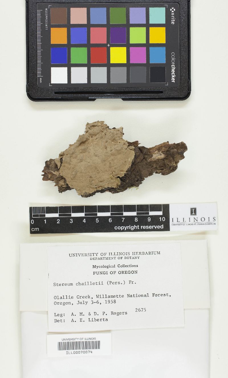 Amylostereum chailletii image