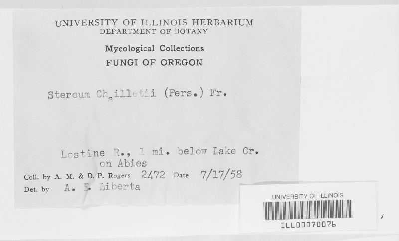Amylostereum chailletii image