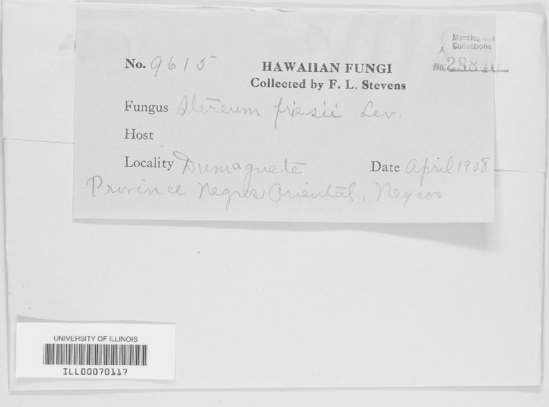 Hjortstamia friesii image