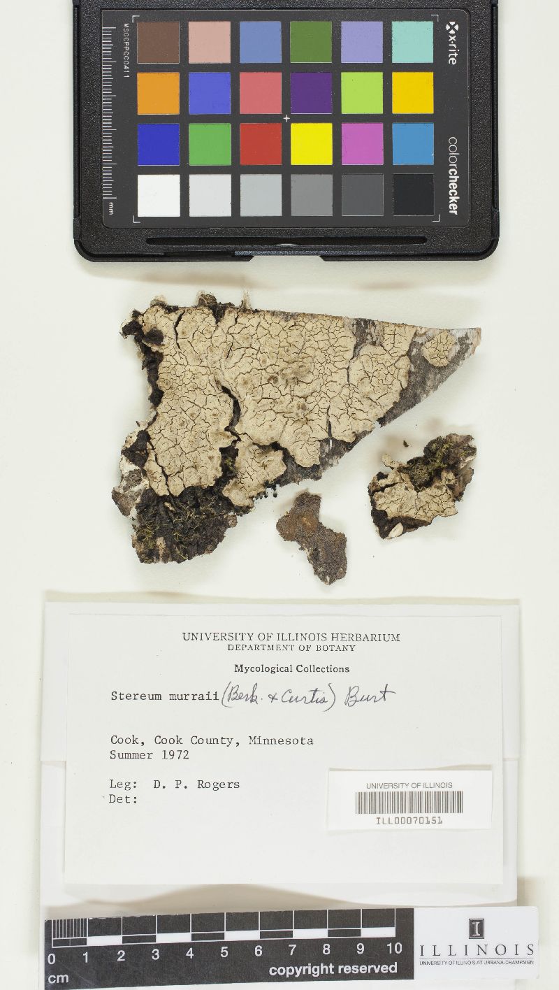 Cystostereum murrayi image