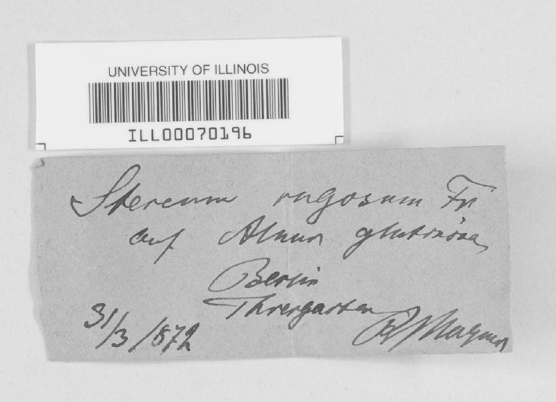 Stereum rugosum image