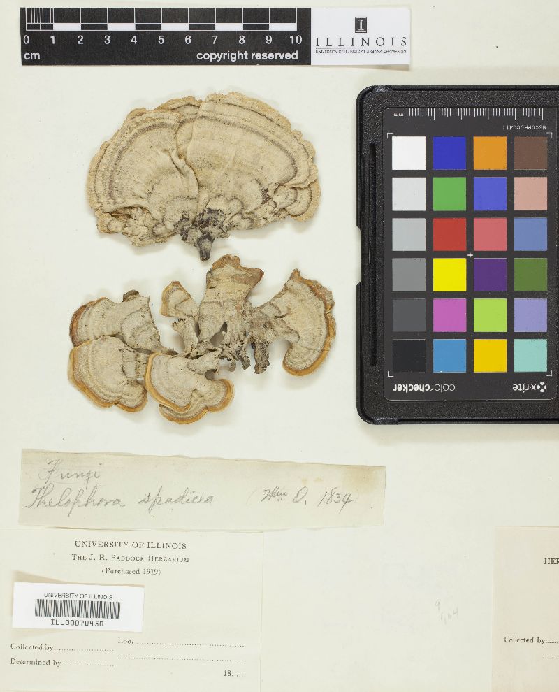 Porostereum spadiceum image