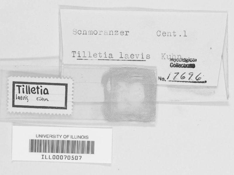 Tilletia laevis image