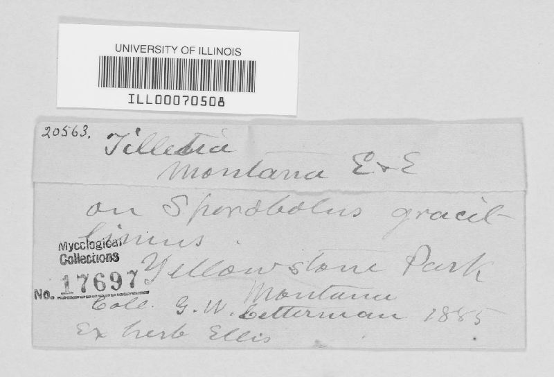 Tilletia montana image