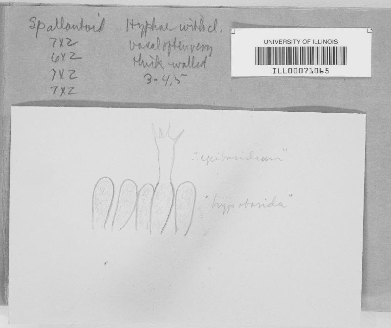 Trechispora hirschii image