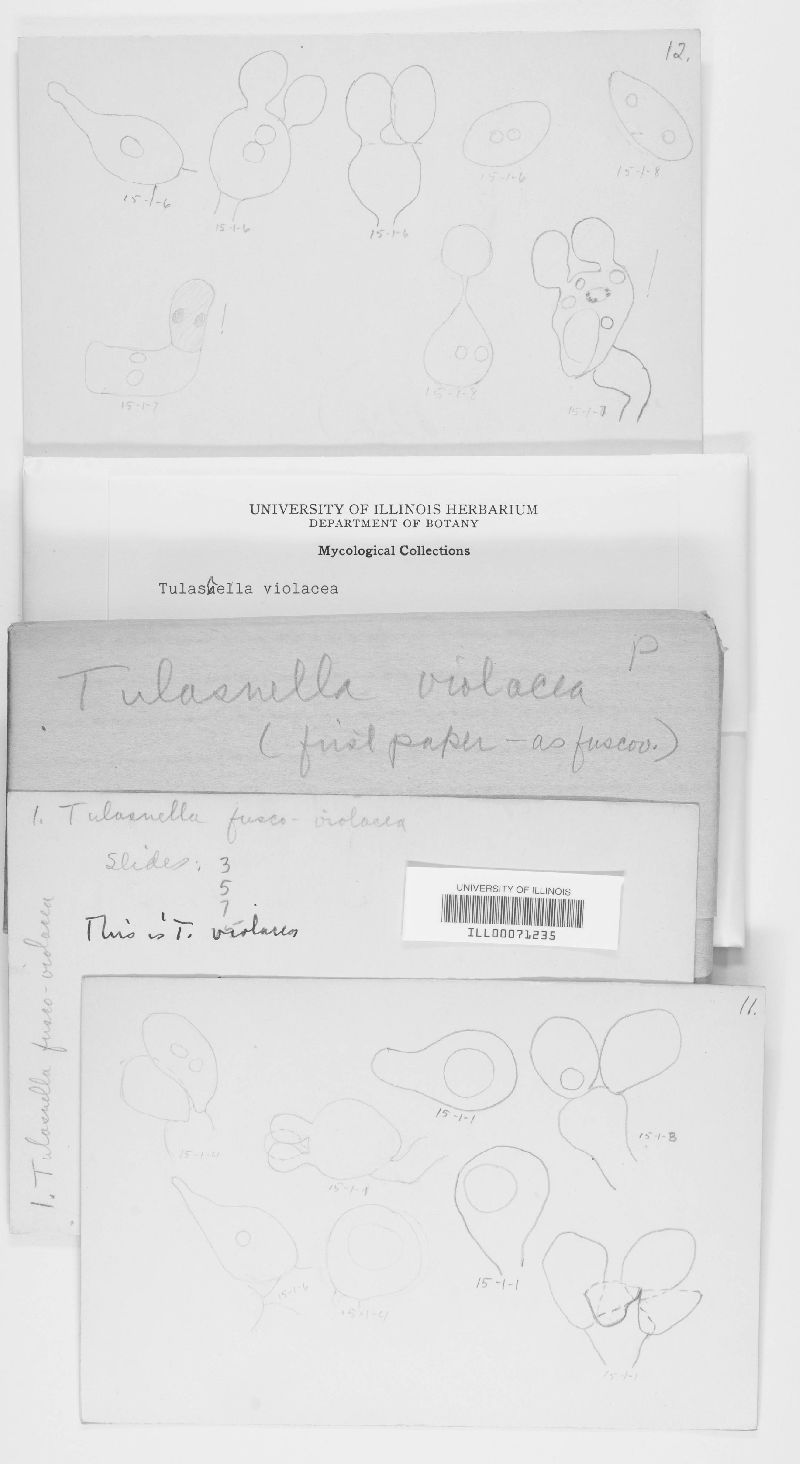 Tulasnella image