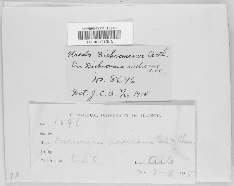Uredo dichromenae image
