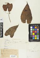 Uredo dioscoreae image