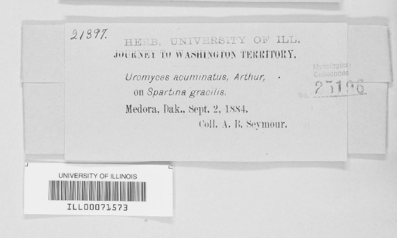 Uromyces acuminatus image