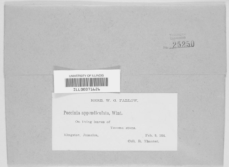 Prospodium appendiculatum image