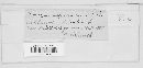 Uromyces appendiculatus image