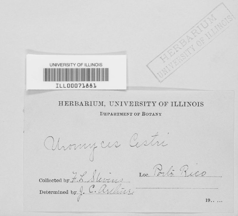 Uromyces cestri image