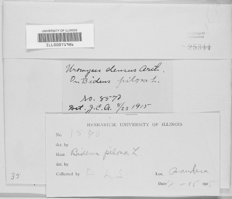Uromyces densus image