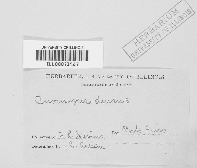 Uromyces densus image