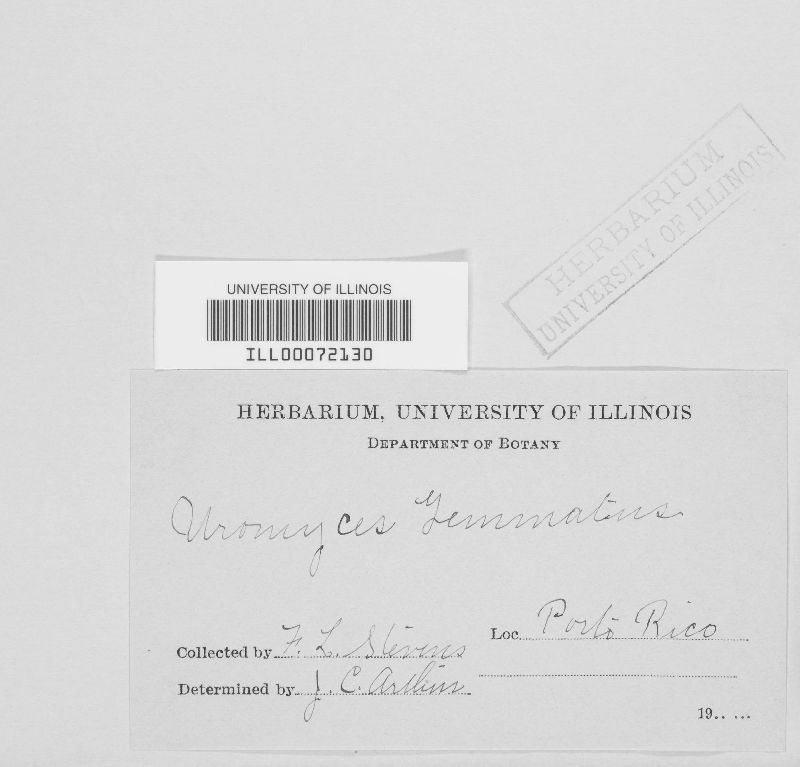 Uromyces gemmatus image