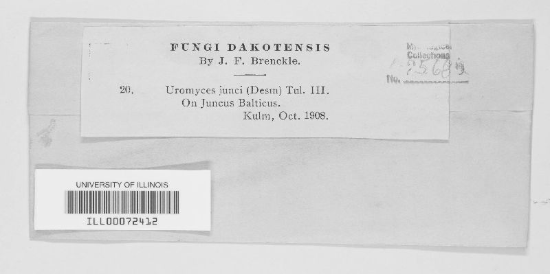 Uromyces junci image
