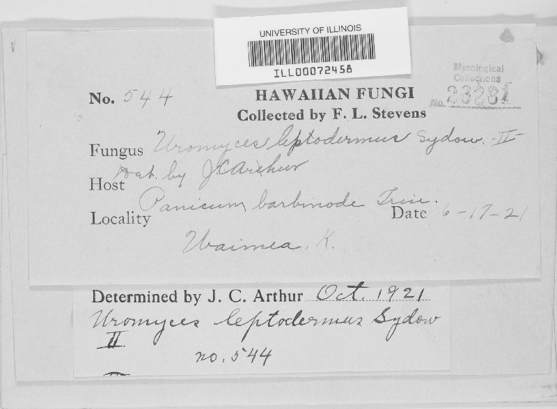Uromyces setariae-italicae image