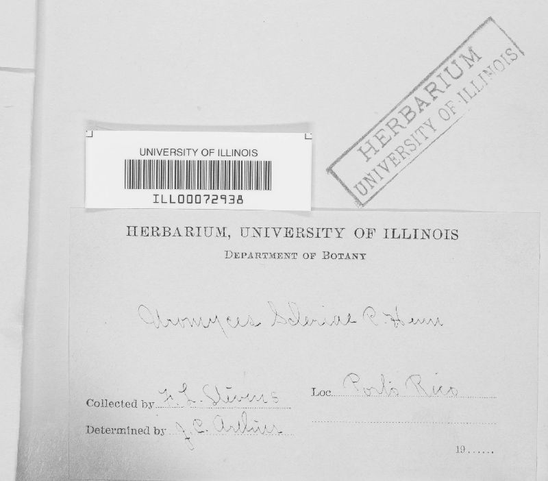Uromyces scleriae image