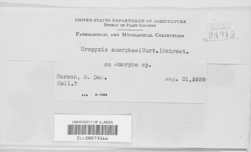 Uropyxis amorphae image