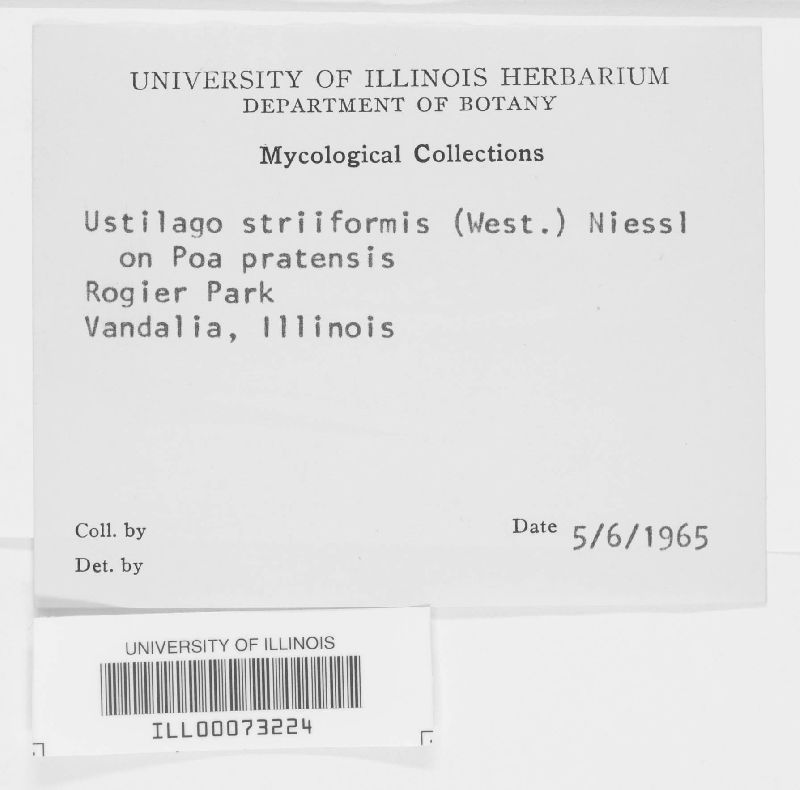 Ustilago striiformis image