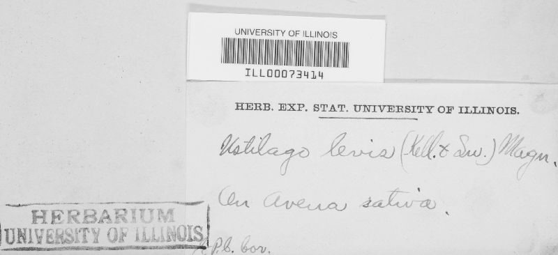 Ustilago levis image