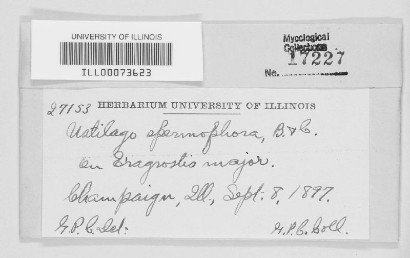 Macalpinomyces spermophorus image