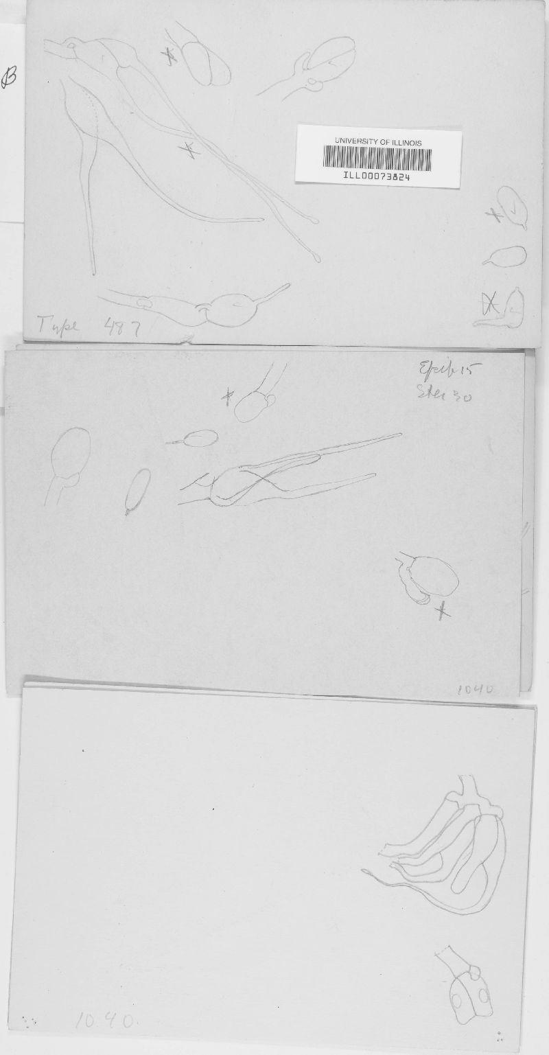 Xenolachne flagellifera image