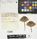 Mycena galericulata image