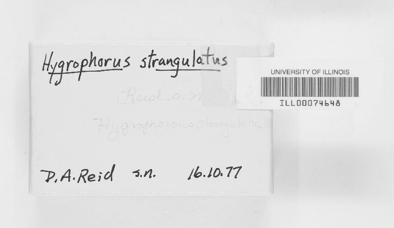 Hygrophorus strangulatus image
