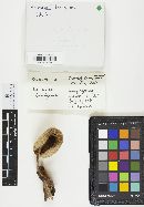 Volvariella bombycina image