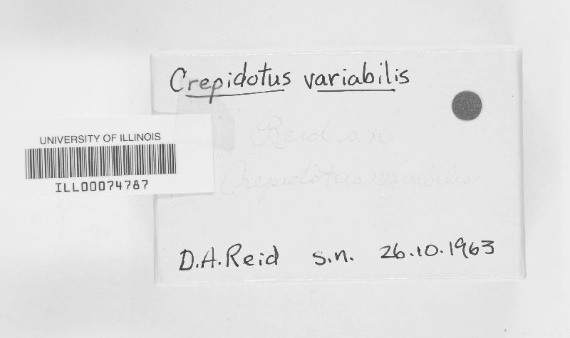 Crepidotus variabilis image