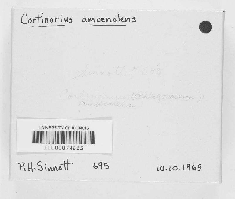Cortinarius amoenolens image