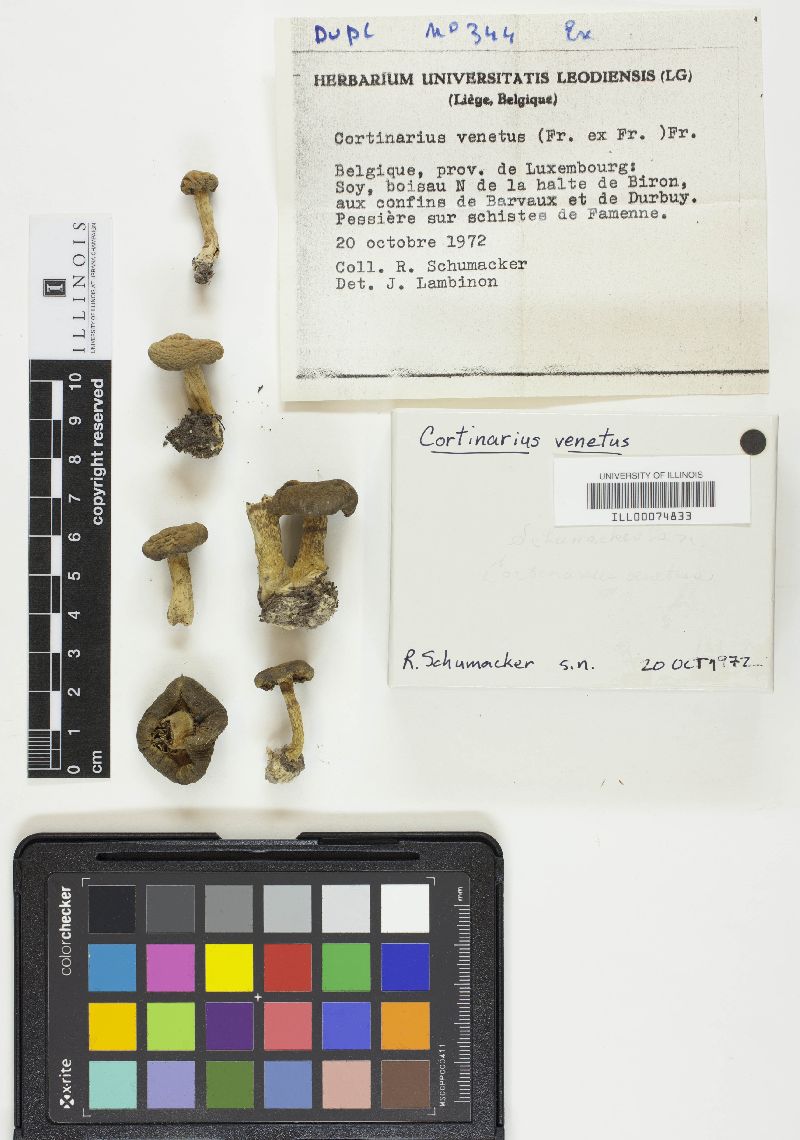 Cortinarius venetus image