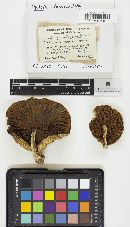 Hemistropharia albocrenulata image