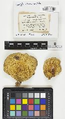 Hemistropharia albocrenulata image