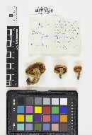 Rozites caperatus image
