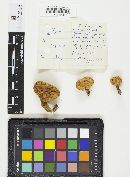 Rozites caperatus image