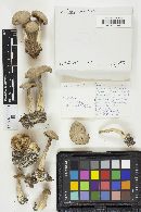 Entoloma abortivum image